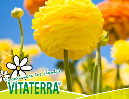 Vitaterra - Website corporativo